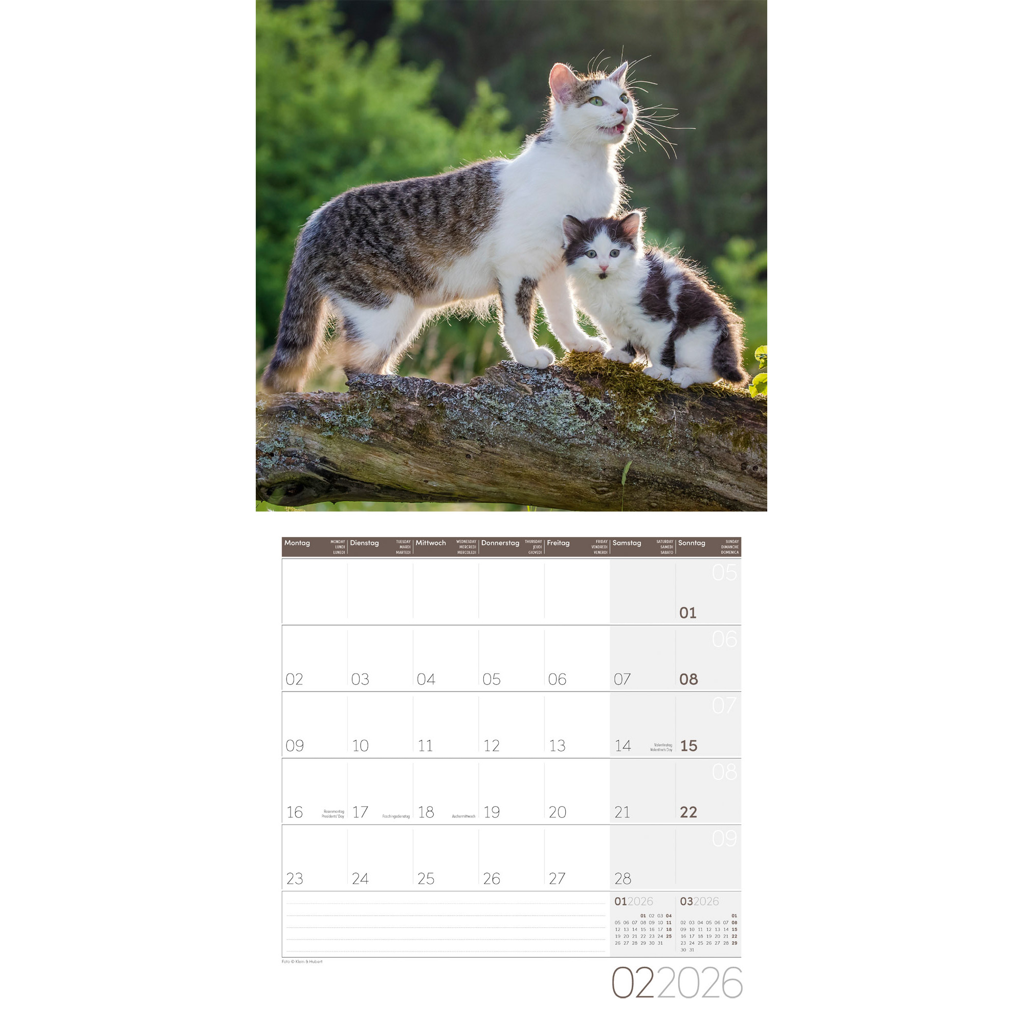 ACKERMANN Bildkalender 2026 4620 Katzen ML 30x30cm